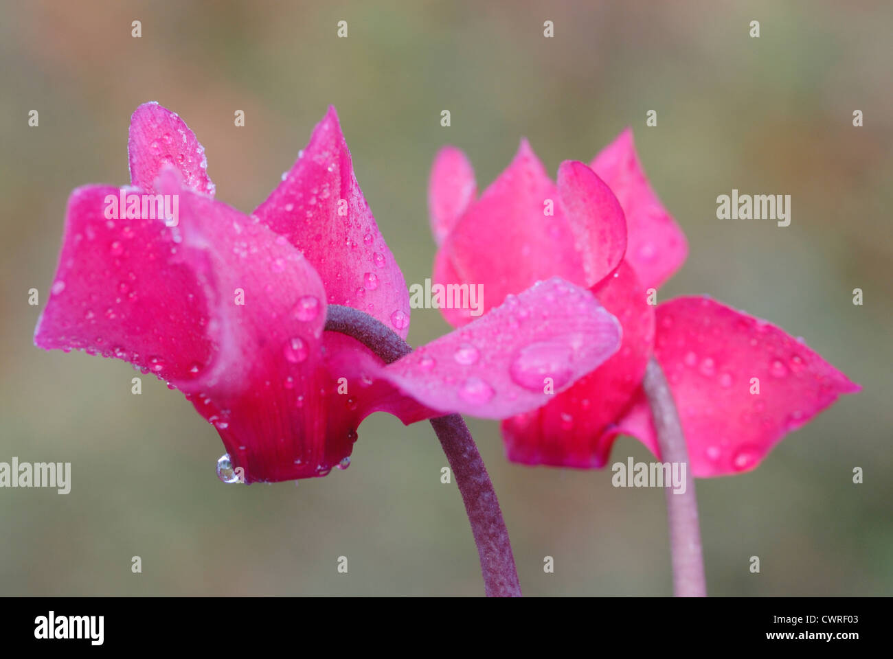 Alpenveilchen "Alpine Violet", Cyclamen Stockfoto