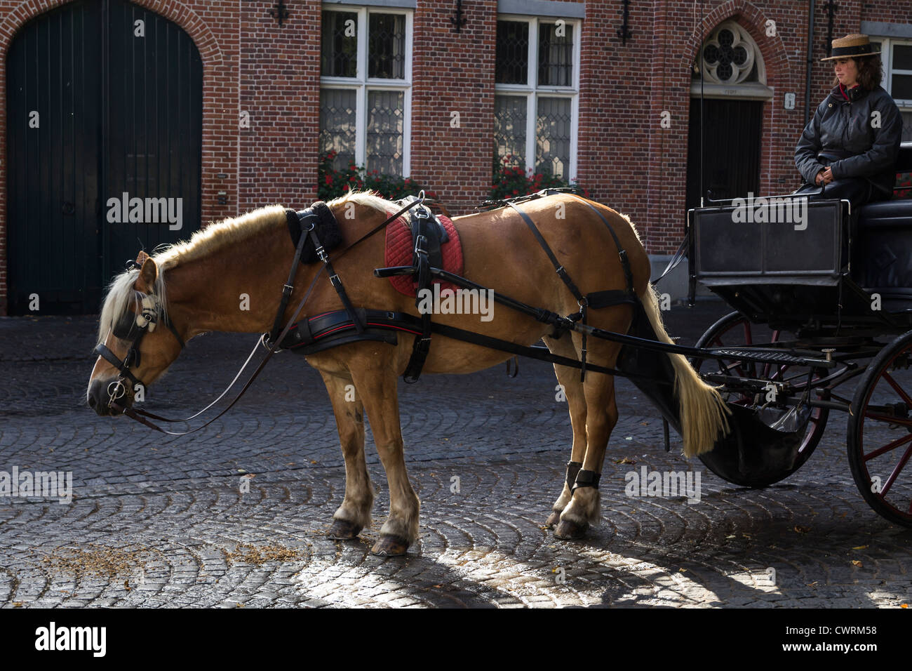Touristen Pferd und Wagen ruht auf Wijngaardplein, Brügge, Belgien Stockfoto