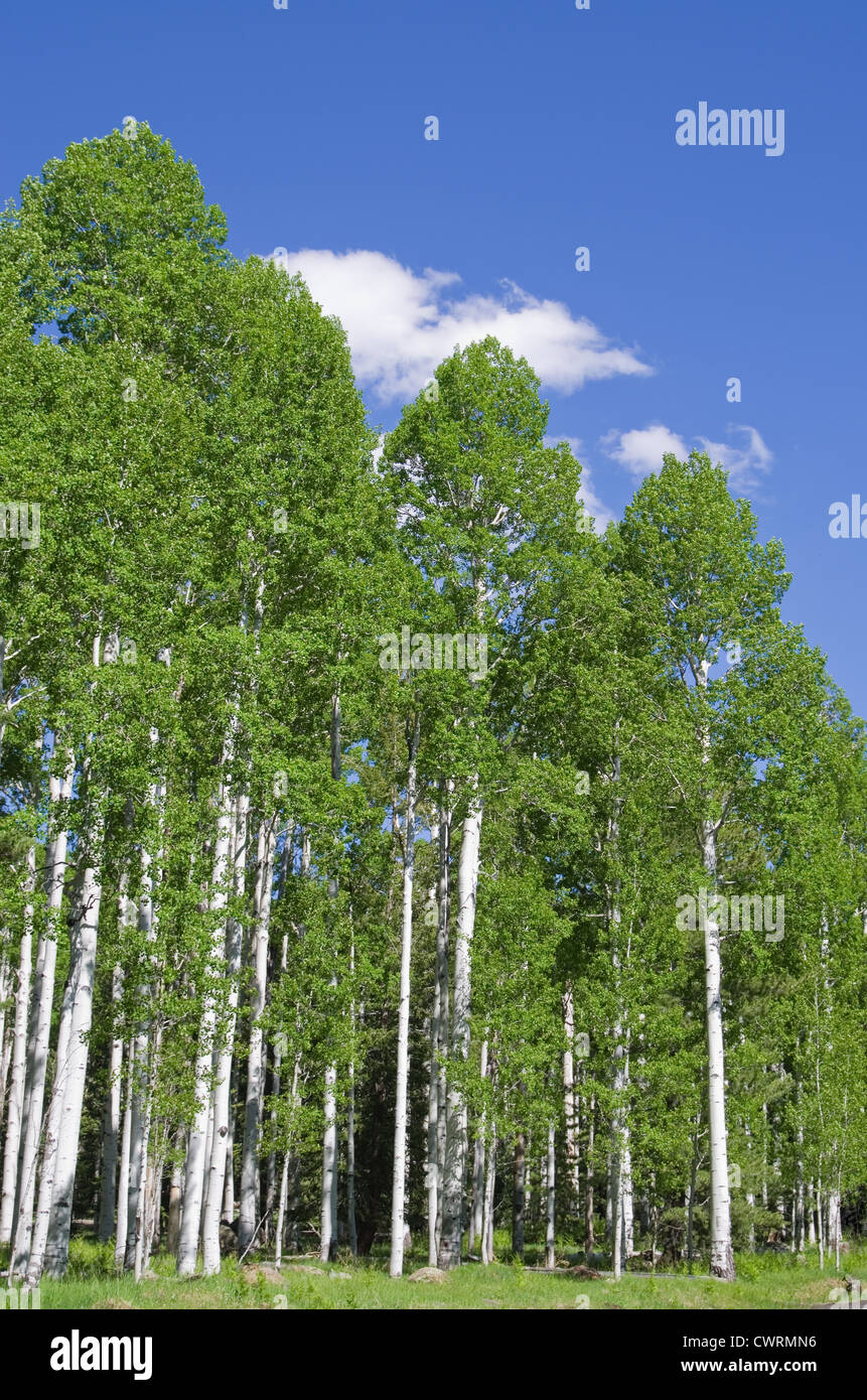 aspen Baumgruppe im Frühjahr mit blauen Himmel und weiße Wolke Stockfoto