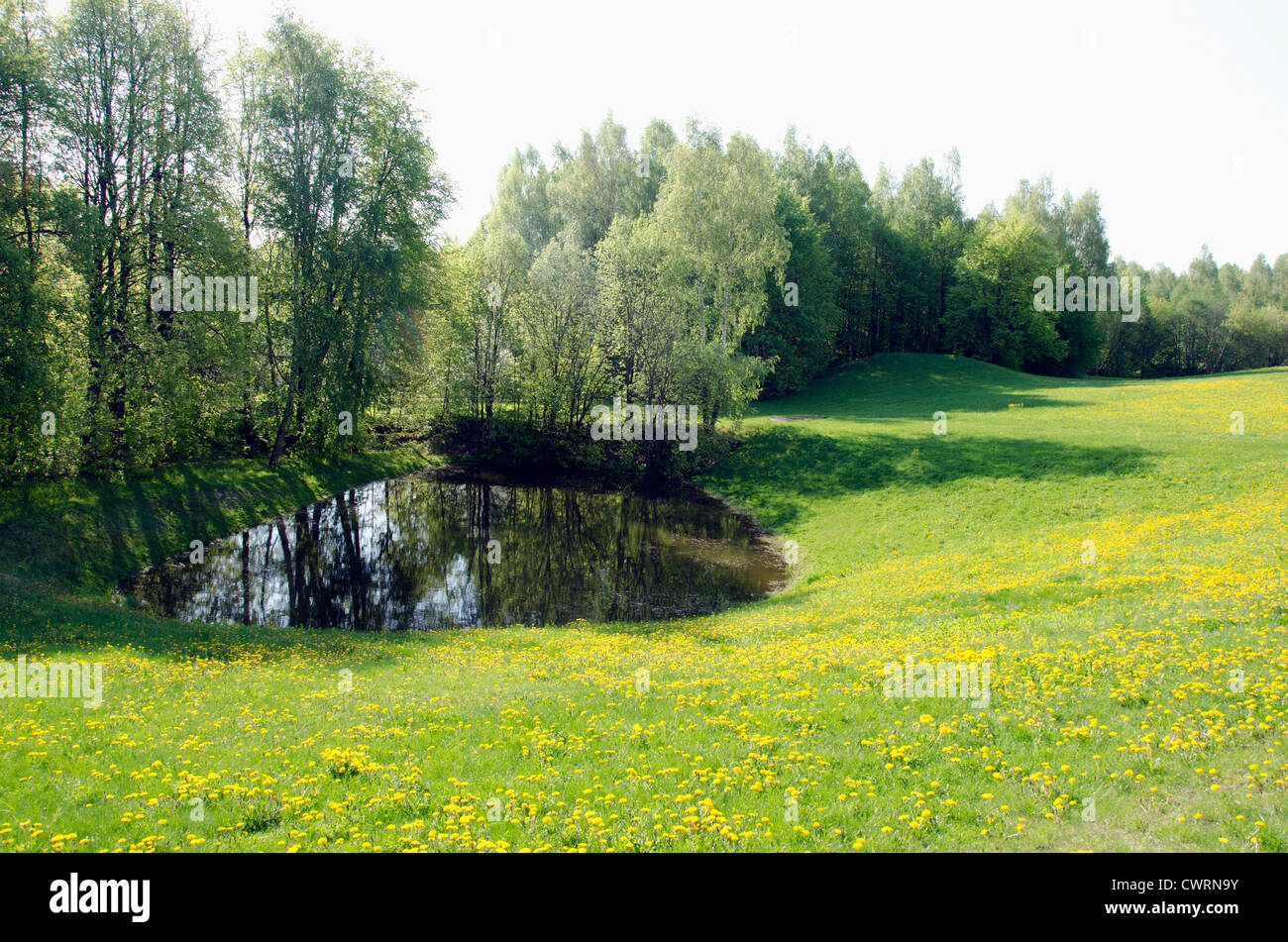 Teich zwischen voller Sow Thistle Blumen Wiese und Wald Stockfotografie