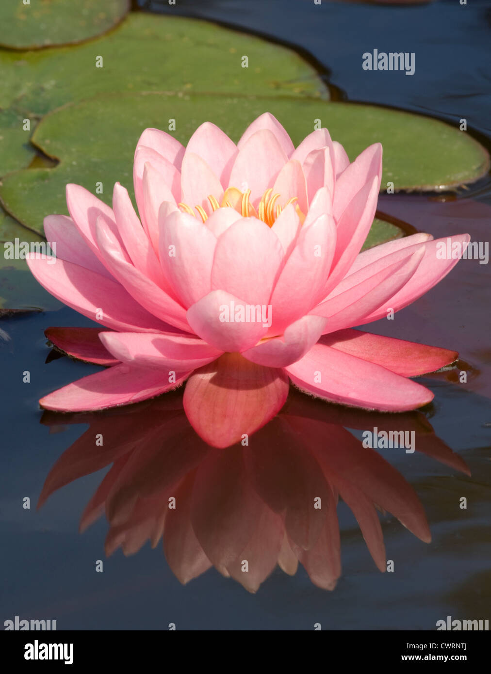 Nymphaea 'Perrys Pink', Seerose Stockfoto