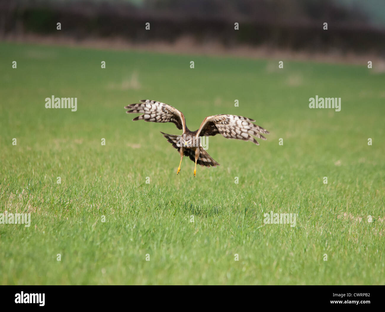 Junghühner im Flug, der nach Beute sucht. Stockfoto