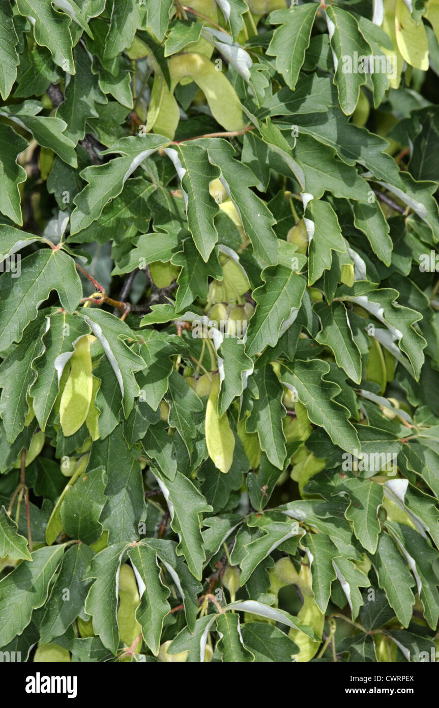 Papier-Rinde Ahorn Acer Griseum (Aceraceae) Stockfoto