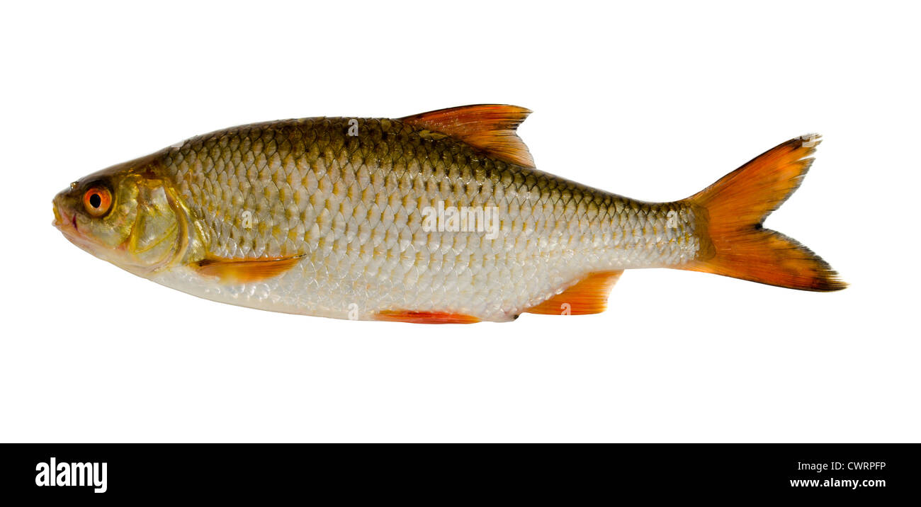 Plötze Fisch nach dem Angeln isoliert auf weißem Hintergrund. Stockfoto