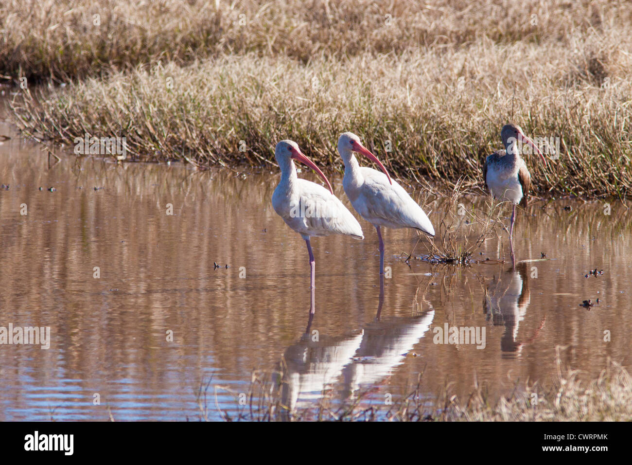 American White Ibis, Eudocimus Albus, eine Art von waten Vogel Stockfoto