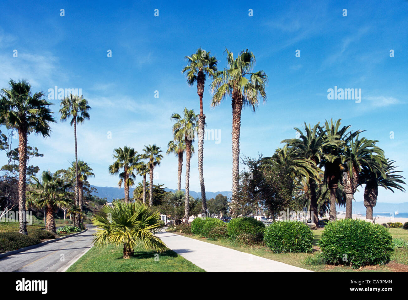 Santa Barbara, Kalifornien, USA - Palmen wachsen in Shoreline Park entlang dem Shoreline Drive und Waterfront Beach Stockfoto