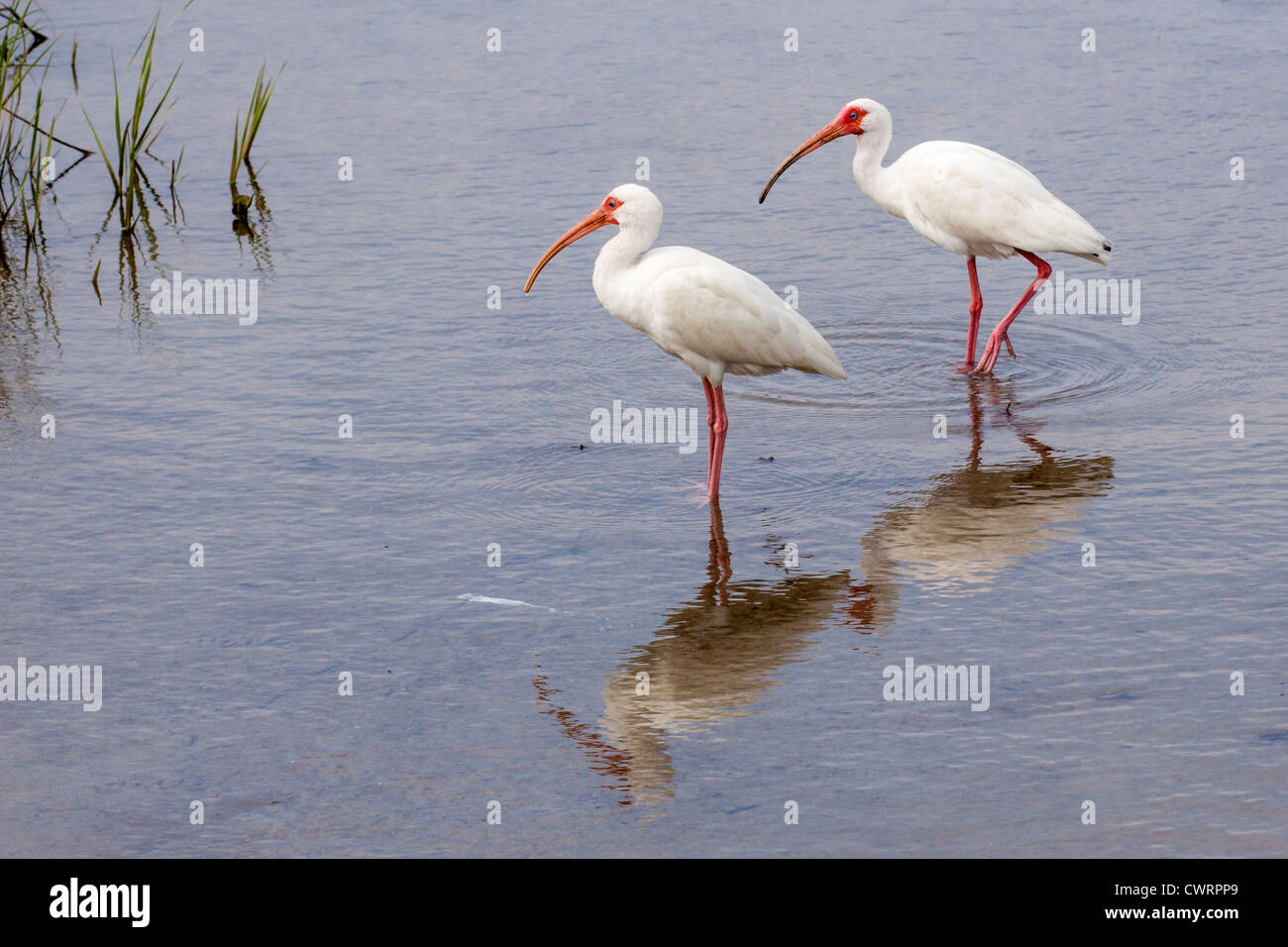 Reflexionen von American White Ibis, Eudocimus albus, in Küstenmarschen auf South Padre Island, Texas. Stockfoto