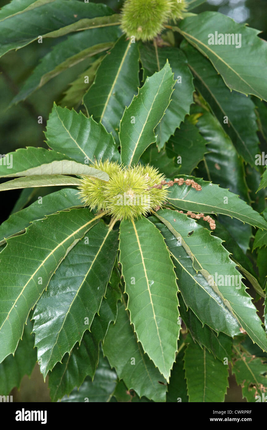 Sweet Chestnut Castanea Sativa Fagaceae Stockfoto