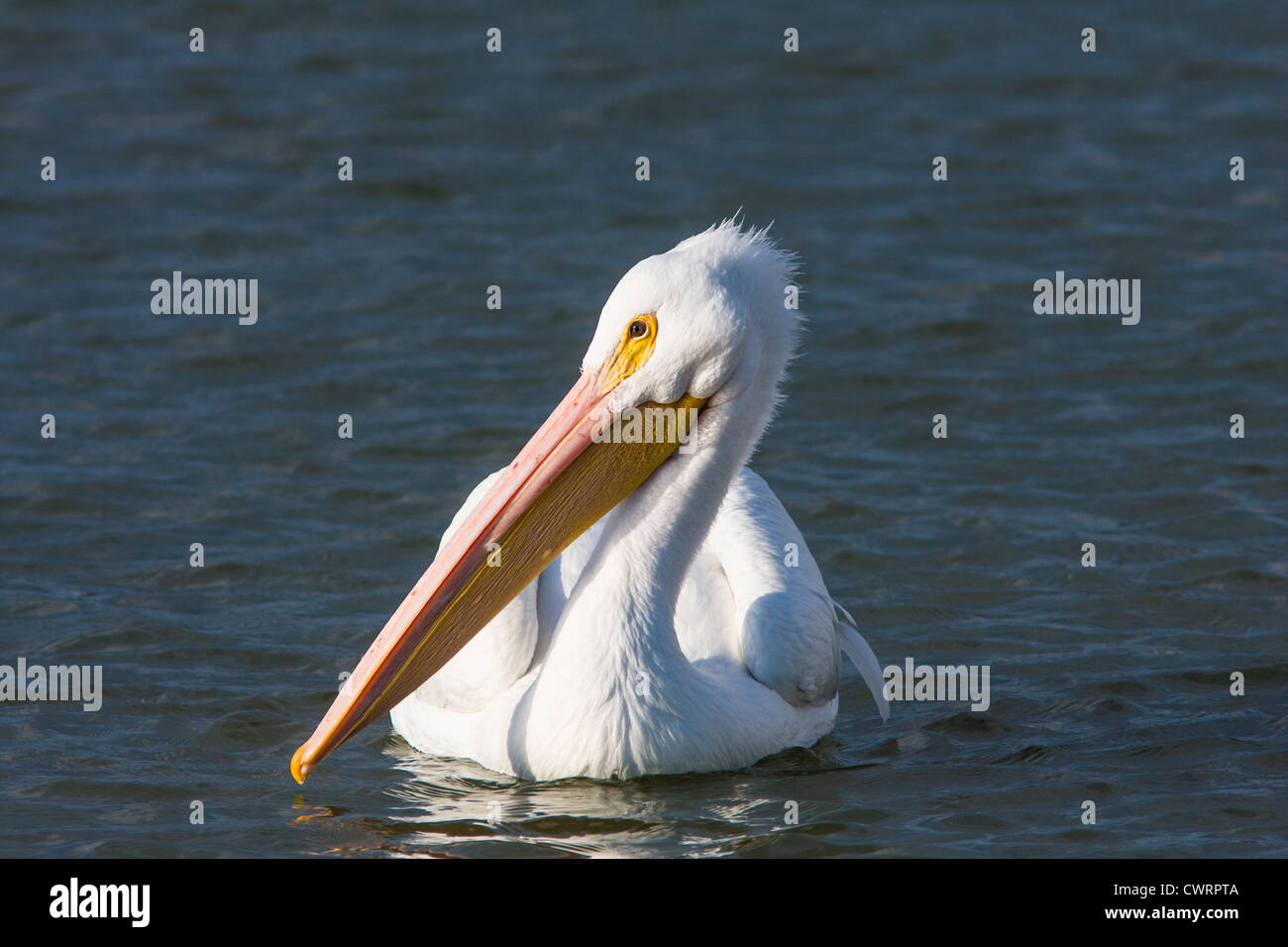 American White Pelican, Pelecanus erythrorhynchos, Schwimmen in der Bucht von Texas City, Texas. Stockfoto