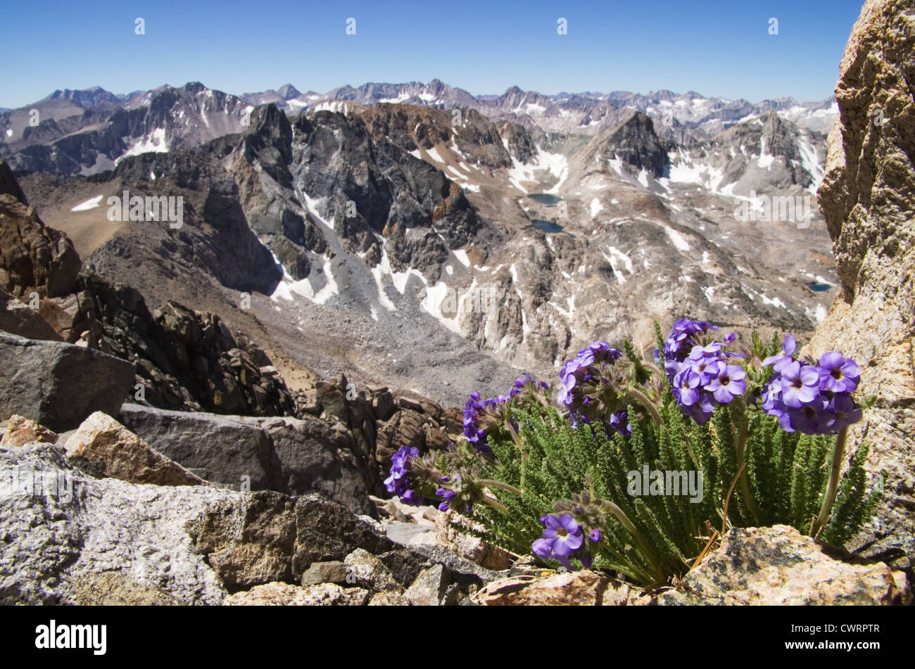 Sky Pilot oder Polemonium Blumen wächst hoch auf schwarzen Berg in der Sierra Nevada Stockfoto