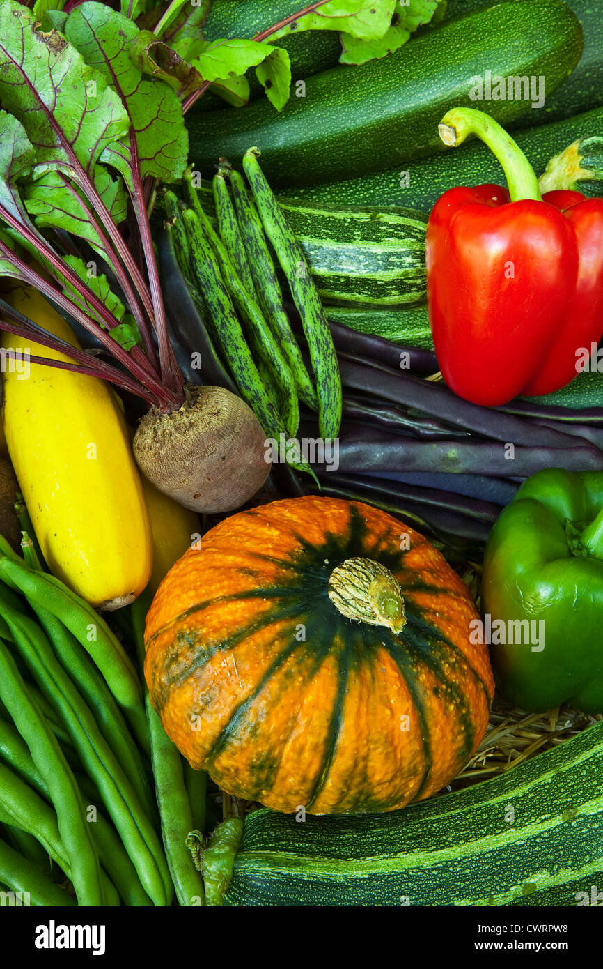 Eine Auswahl an Gemüse geerntet und auf eine Zuteilung angebaut Stockfoto