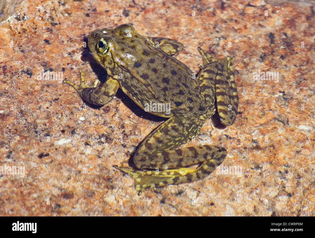 Sierra Nevada Berge gelb-beinigen Frosch oder Rana Sierrae auf einem Granitfelsen im Wasser Stockfoto