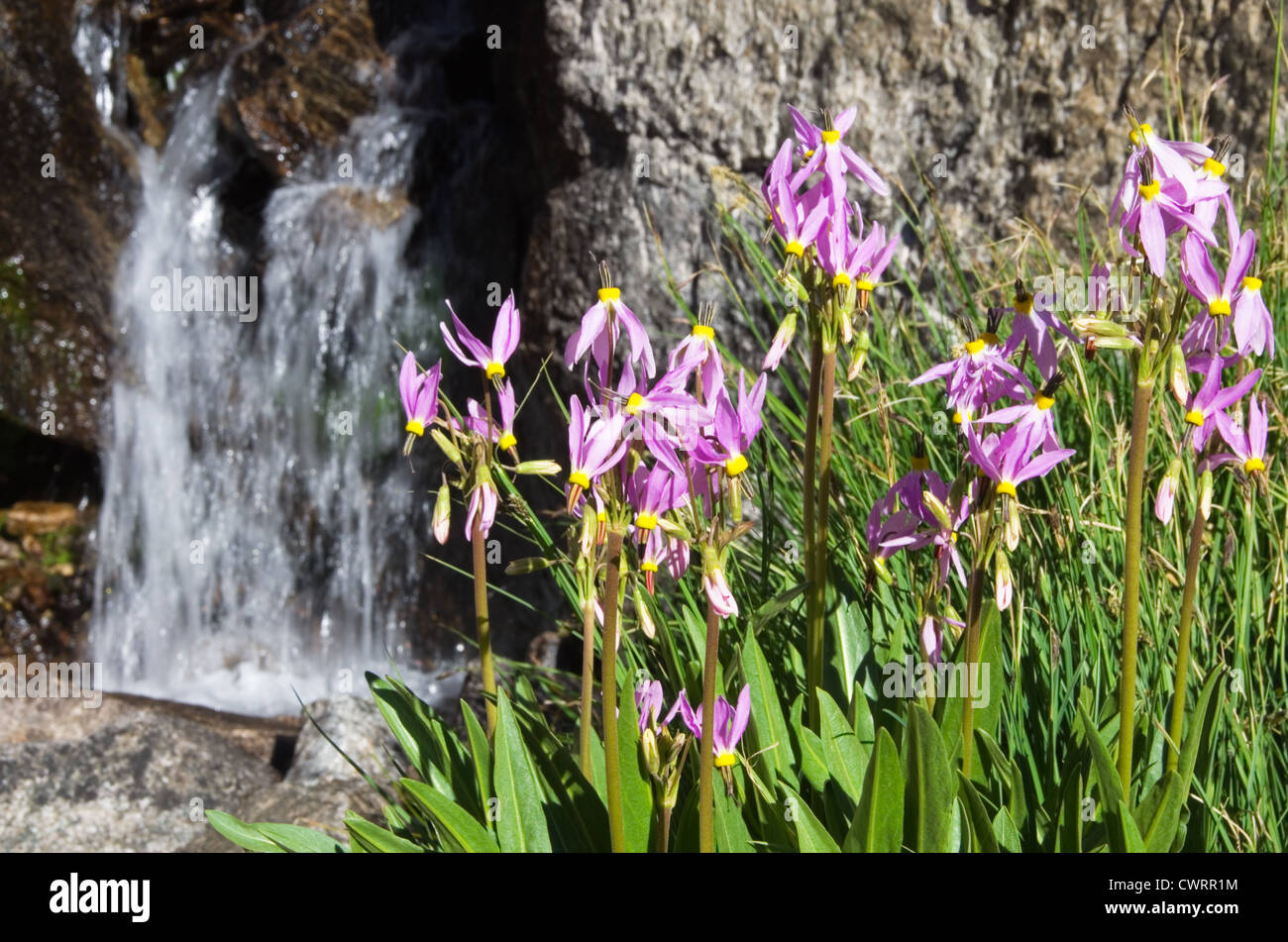 Sierra Shootingstar Blumen wachsen in der Nähe von einem kleinen Wasserfall in den Bergen der Sierra Nevada von Kalifornien Stockfoto