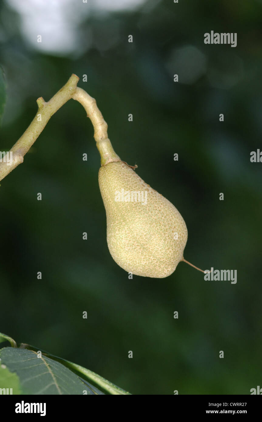 Gelbe Rosskastanie (Sweet Buckeye) Aesculus Flava (Hippocastanaceae) Stockfoto