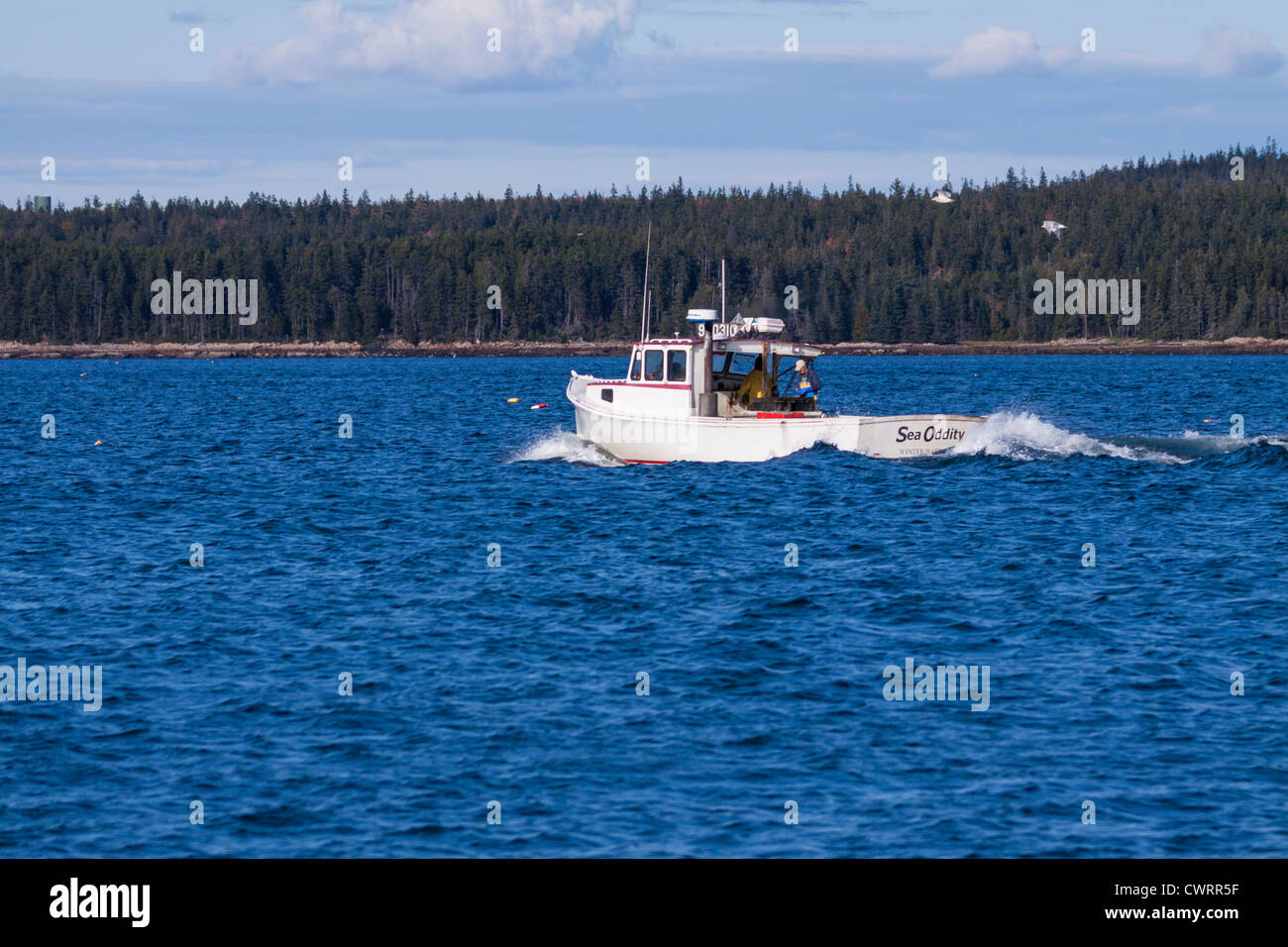 Fischerboot in der Bucht von Bar Harbor auf Mount Desert Island in Maine. Stockfoto