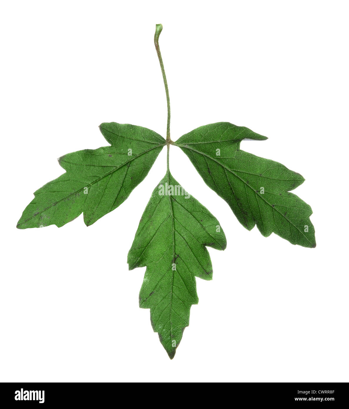 Papier-Rinde Ahorn Acer Griseum (Aceraceae) Stockfoto
