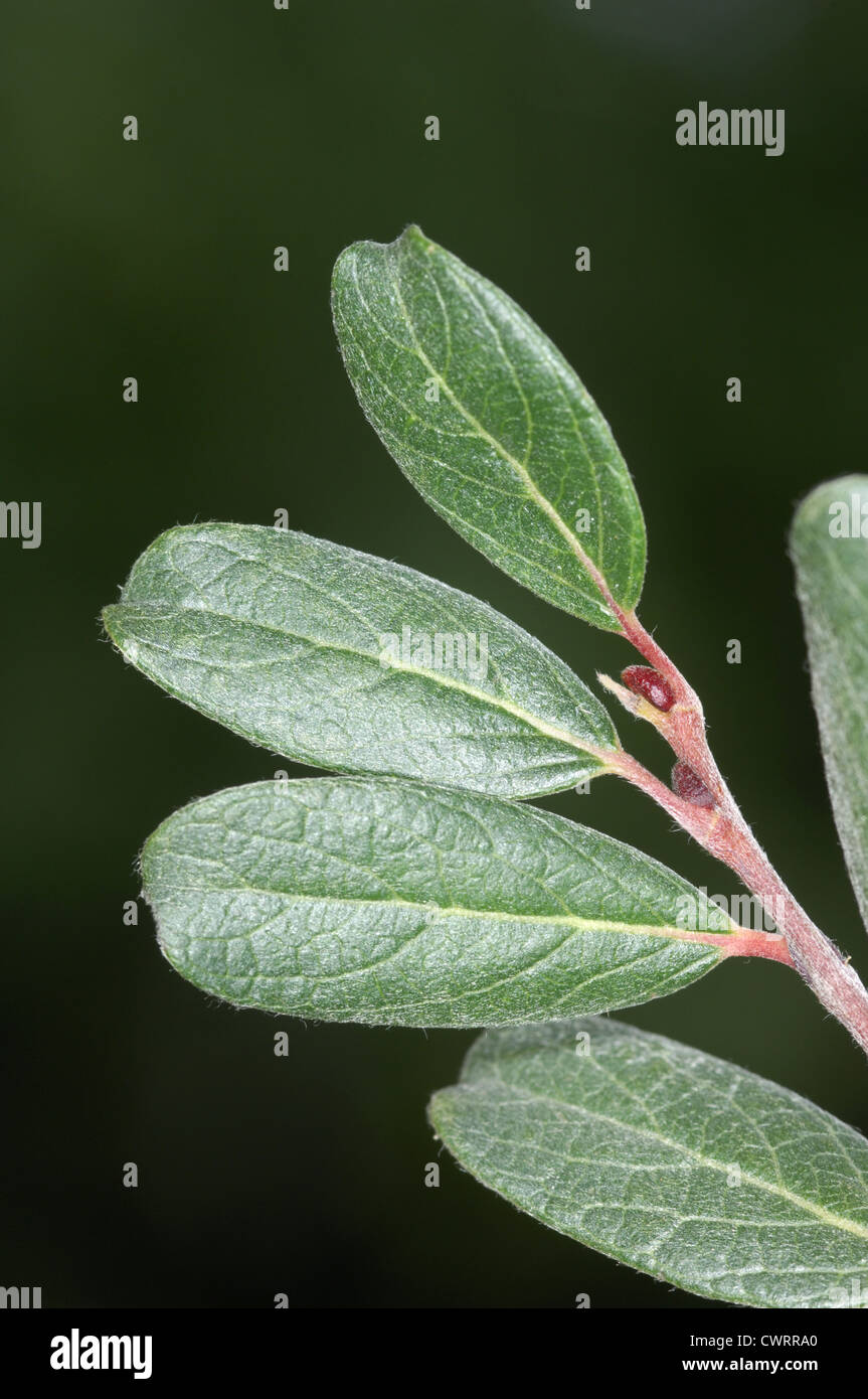 Fort-leaved Weide Salix Myrsinites (Salicaceae) Stockfoto