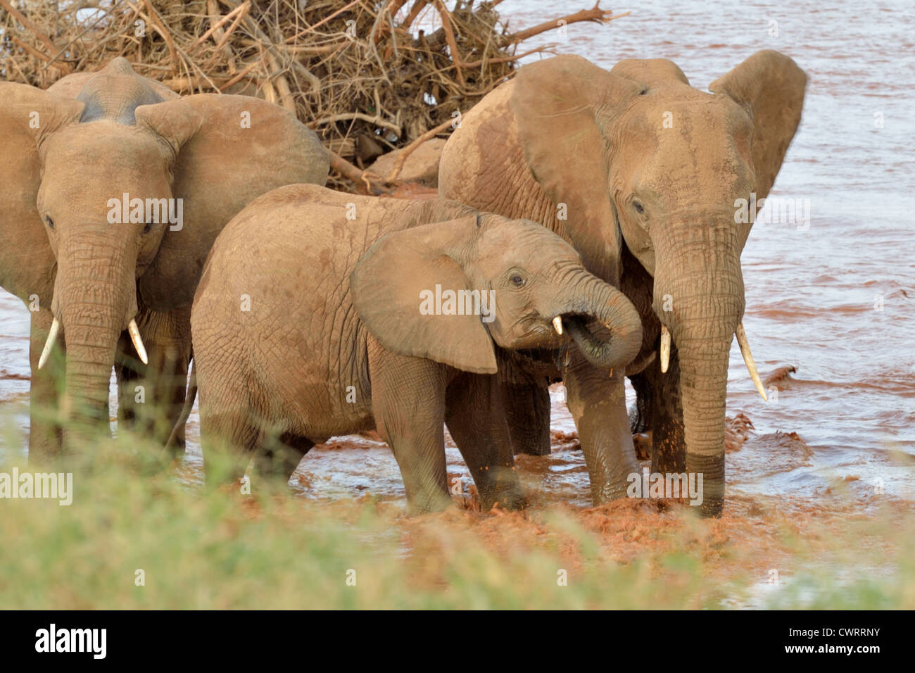 Afrikanischen Bush Elefanten im Fluss Ewaso Ngiro Stockfoto