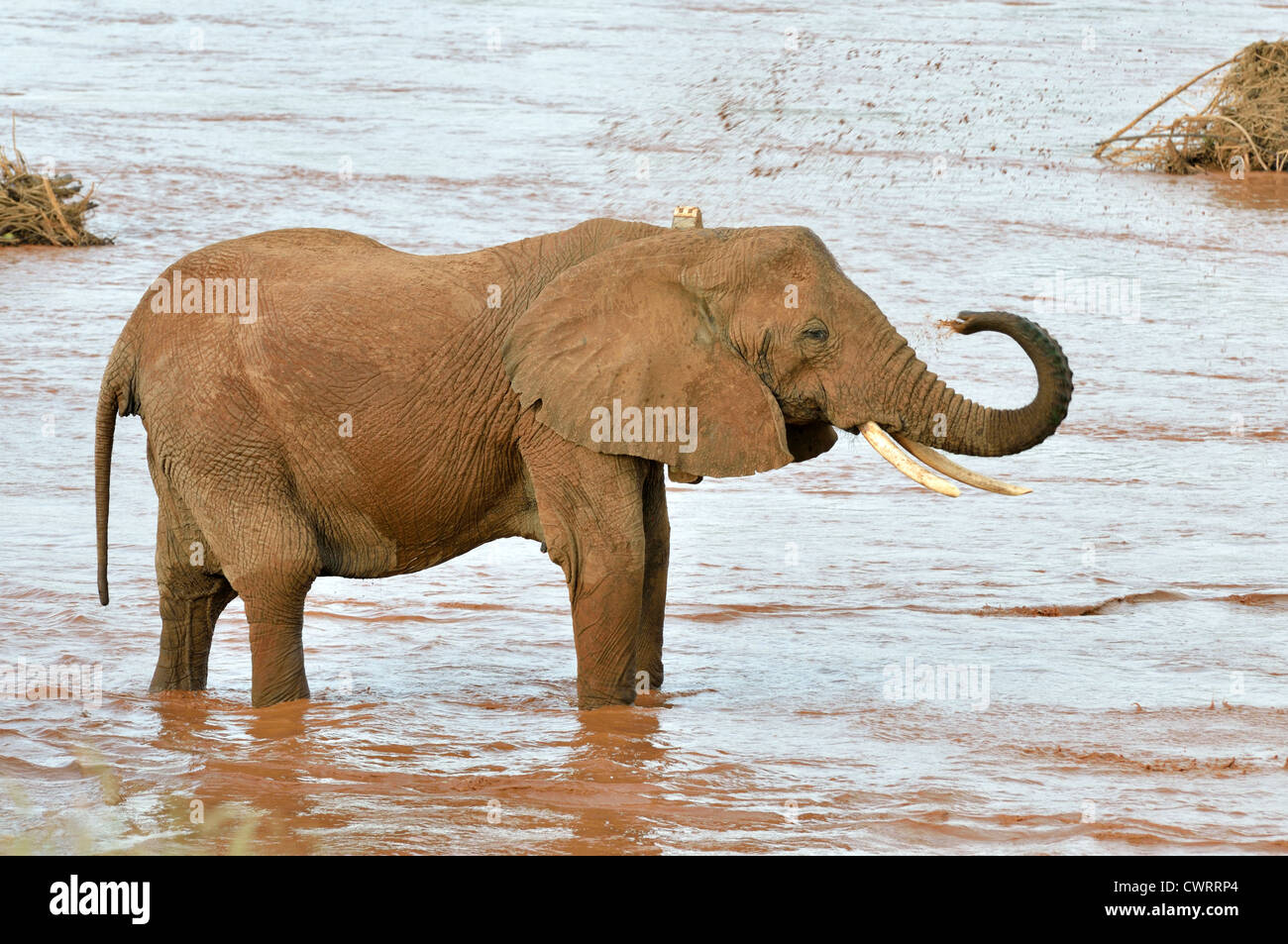 Afrikanischer Bush Elefant Abkühlung im Ewaso Ngiro River Stockfoto