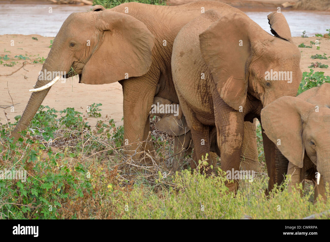 Afrikanischer Bush Elefant Suckling Stockfoto