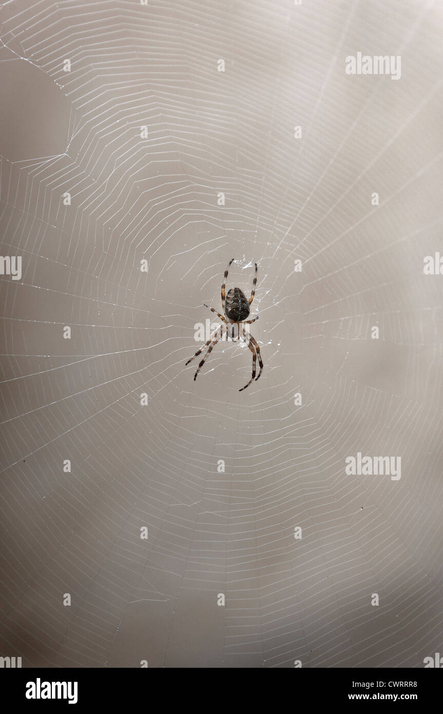 Gemeinsamen garten Spider auf dem Web. England Großbritannien Stockfoto
