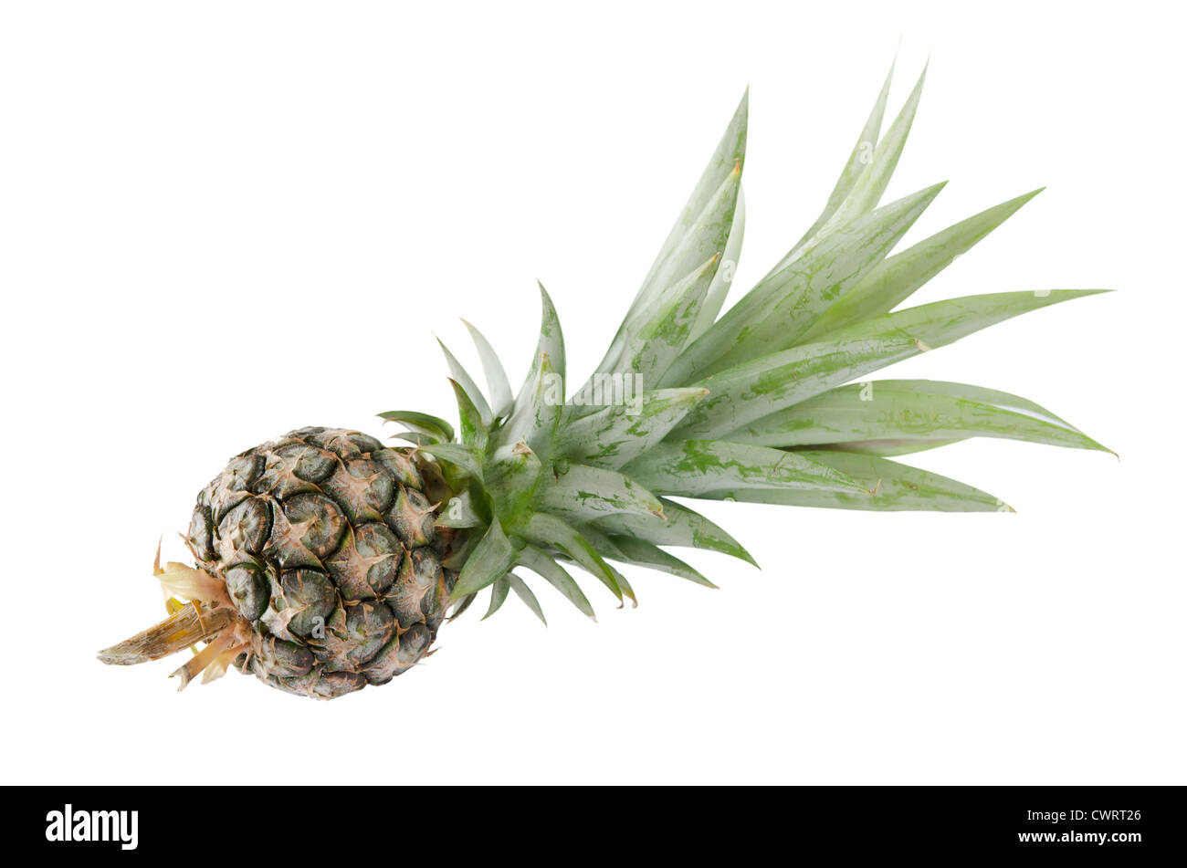 ein einzelnes von Ananas auf weißem Hintergrund Stockfoto