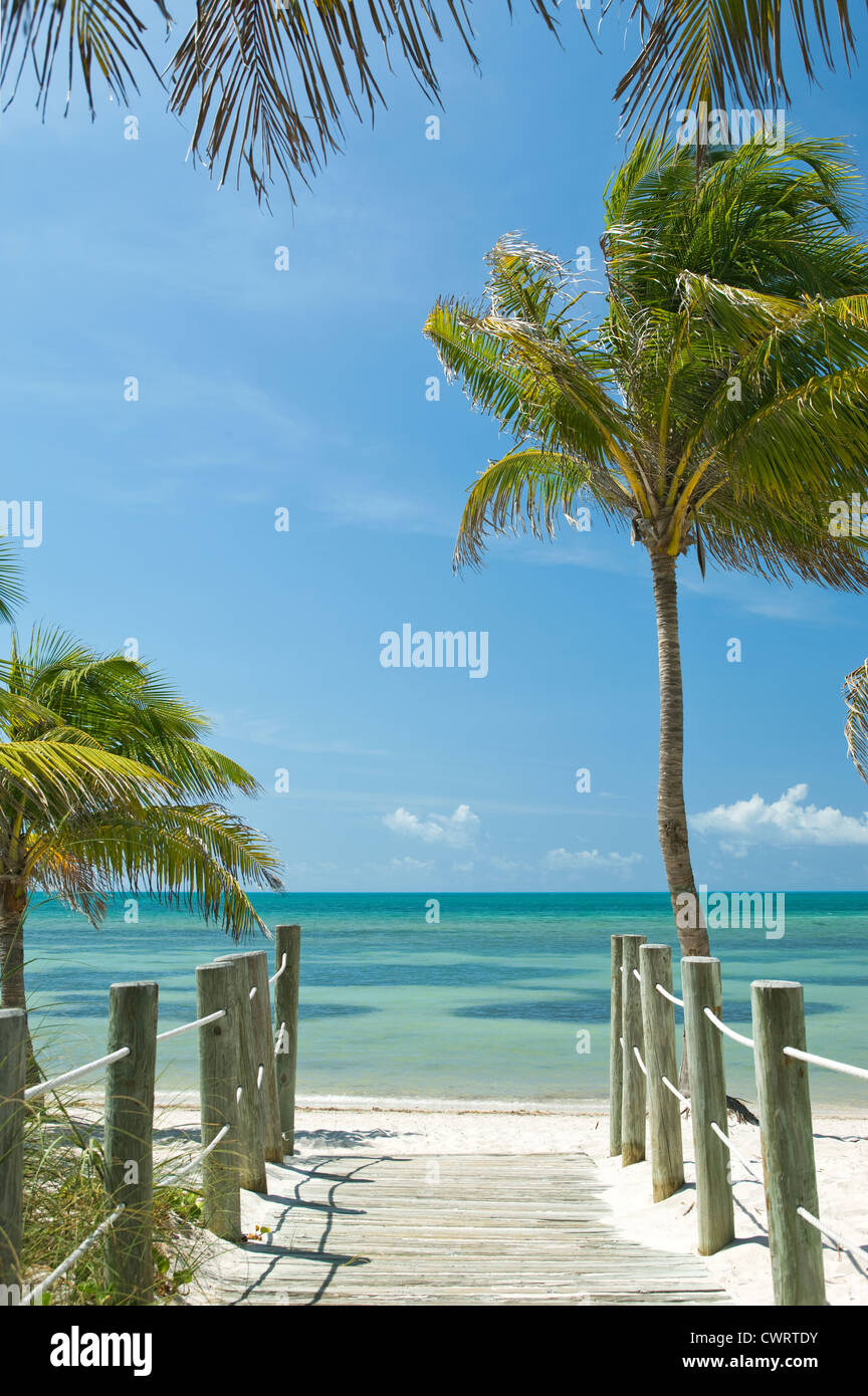 PALM BÄUME SMATHERS BEACH KEY WEST FLORIDA USA Stockfoto