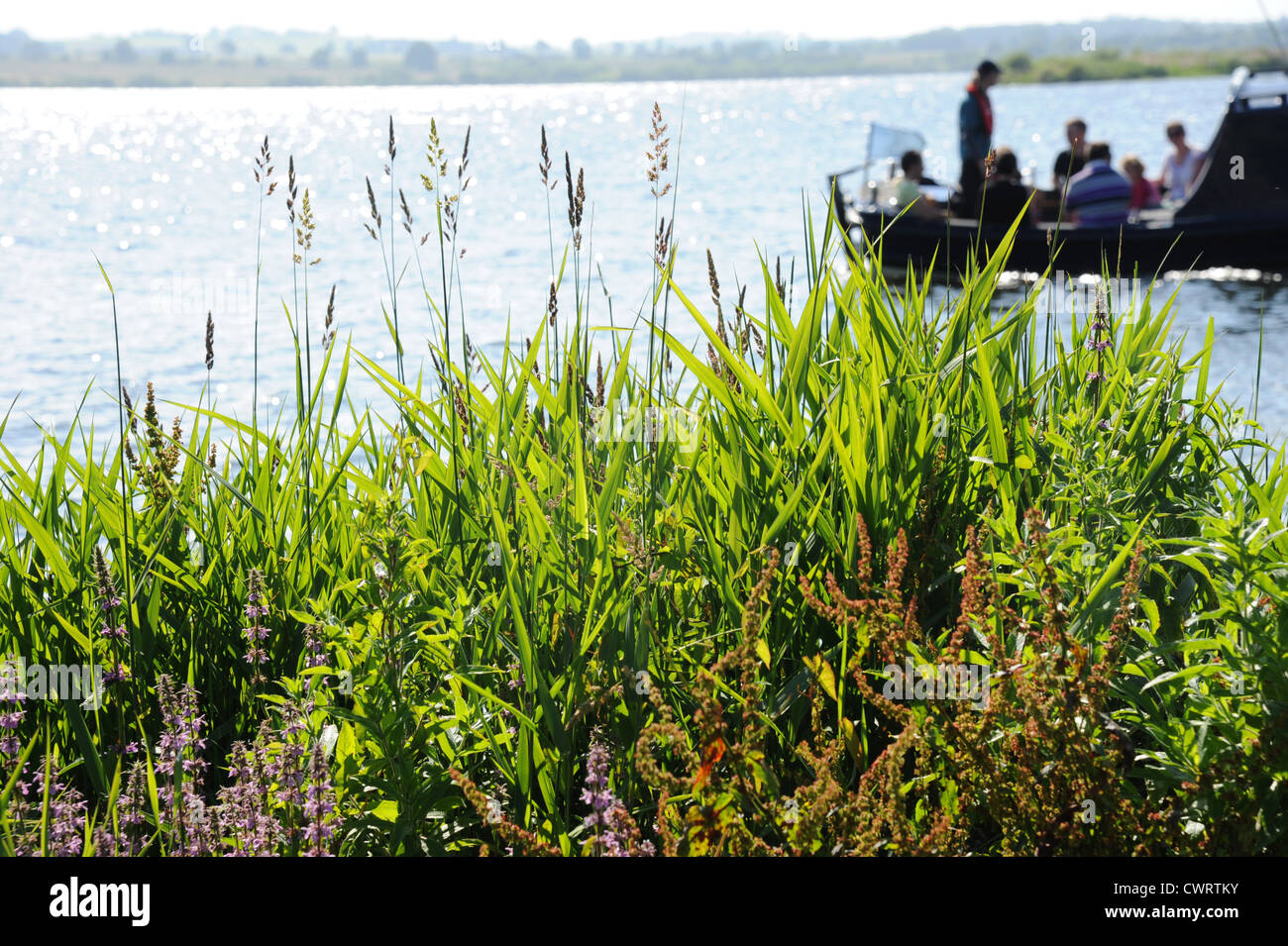Gräser am Rand des Sees, Bootsfahrt im Hintergrund. Stockfoto