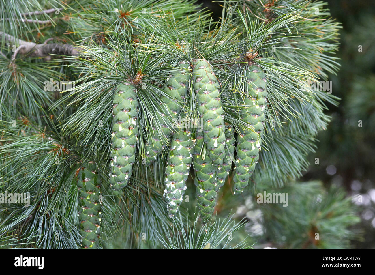 Bhutan Kiefer Pinus Wallichiana (Tannenbäumen) Stockfoto