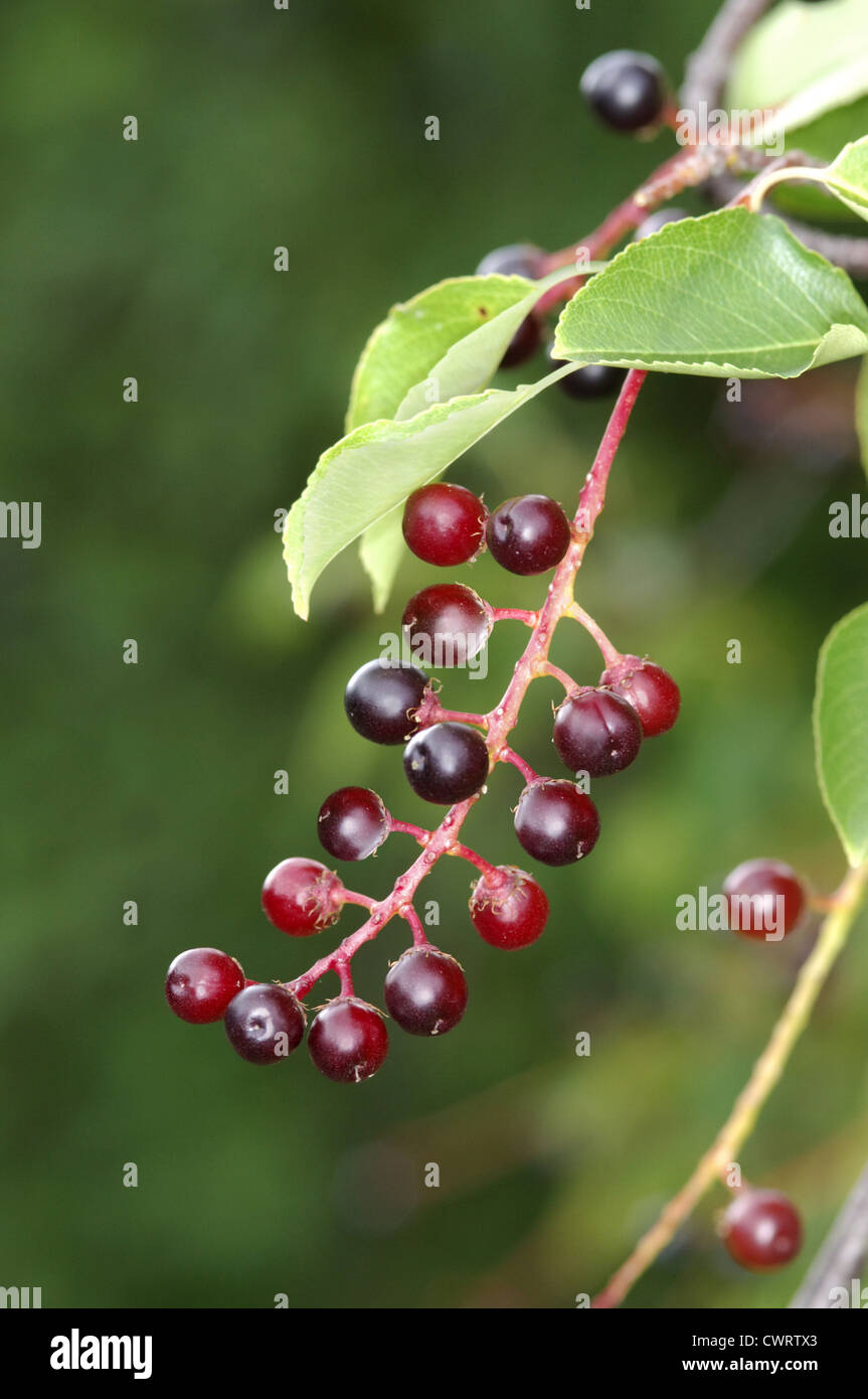 Rum Cherry (Kirsche) Prunus Serotina (Rosengewächse) Stockfoto