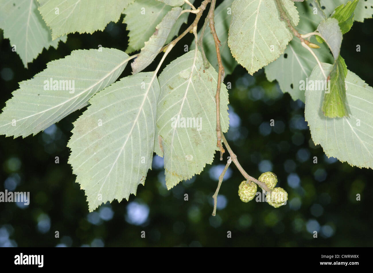 Grau-Erle-Alnus Incana (Betulaceae) Stockfoto