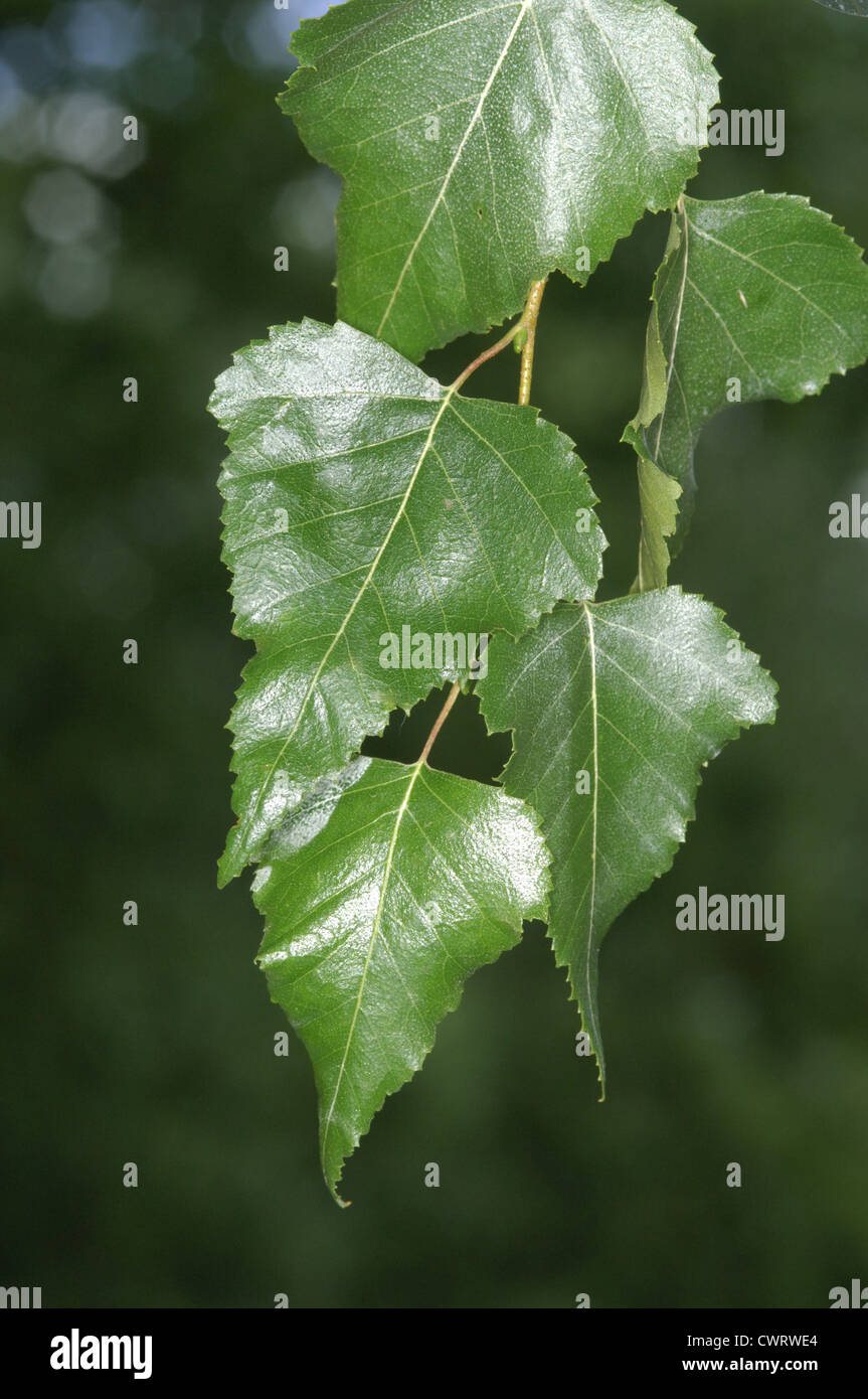 Erman Birke Betula Ermanii (Betulaceae) Stockfoto