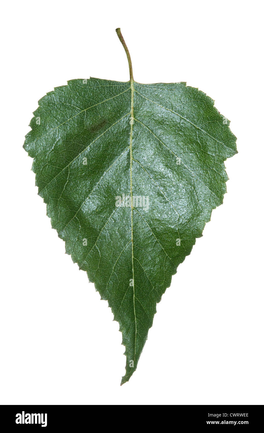 Erman Birke Betula Ermanii Betulaceae Stockfoto