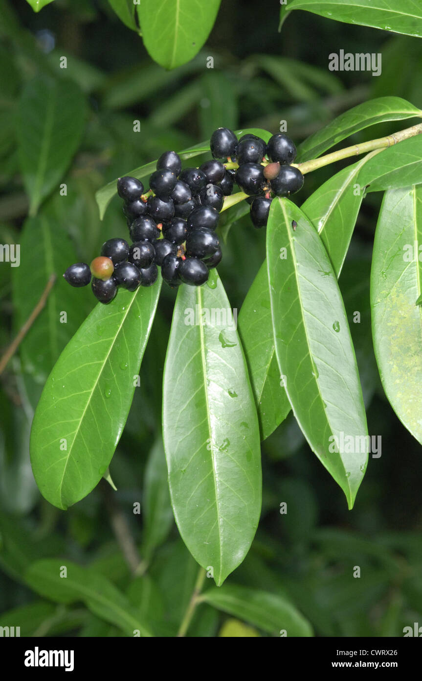 Kirschlorbeer Prunus Laurocerasus Rosengewächse Stockfoto