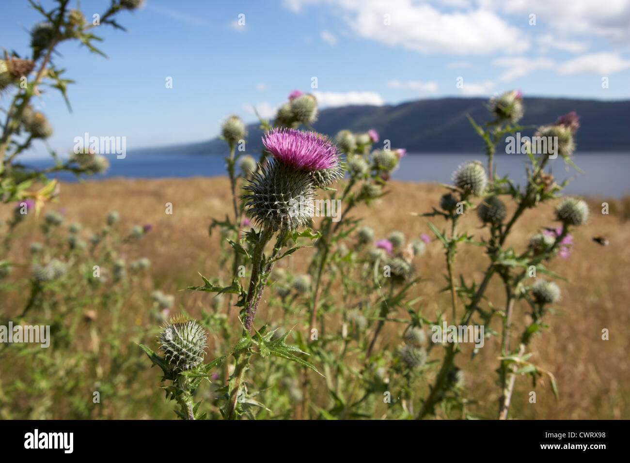 schottische Disteln wachsen wild in der Nähe von Loch Ness Hochland Schottland, Vereinigtes Königreich Stockfoto