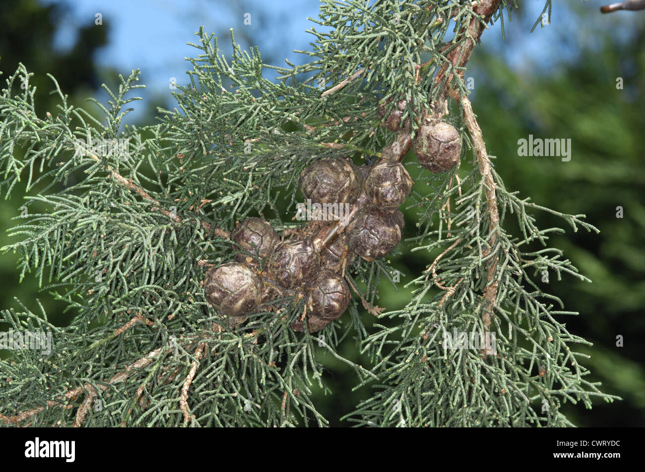 Monterey-Zypresse Cupressus Macrocarpa (Cupressaceae) Stockfoto