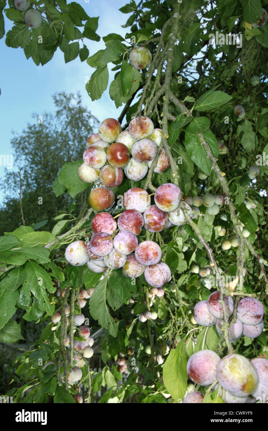 Pflaume Prunus Domestica SSP. Domestica (Rosengewächse) Stockfoto