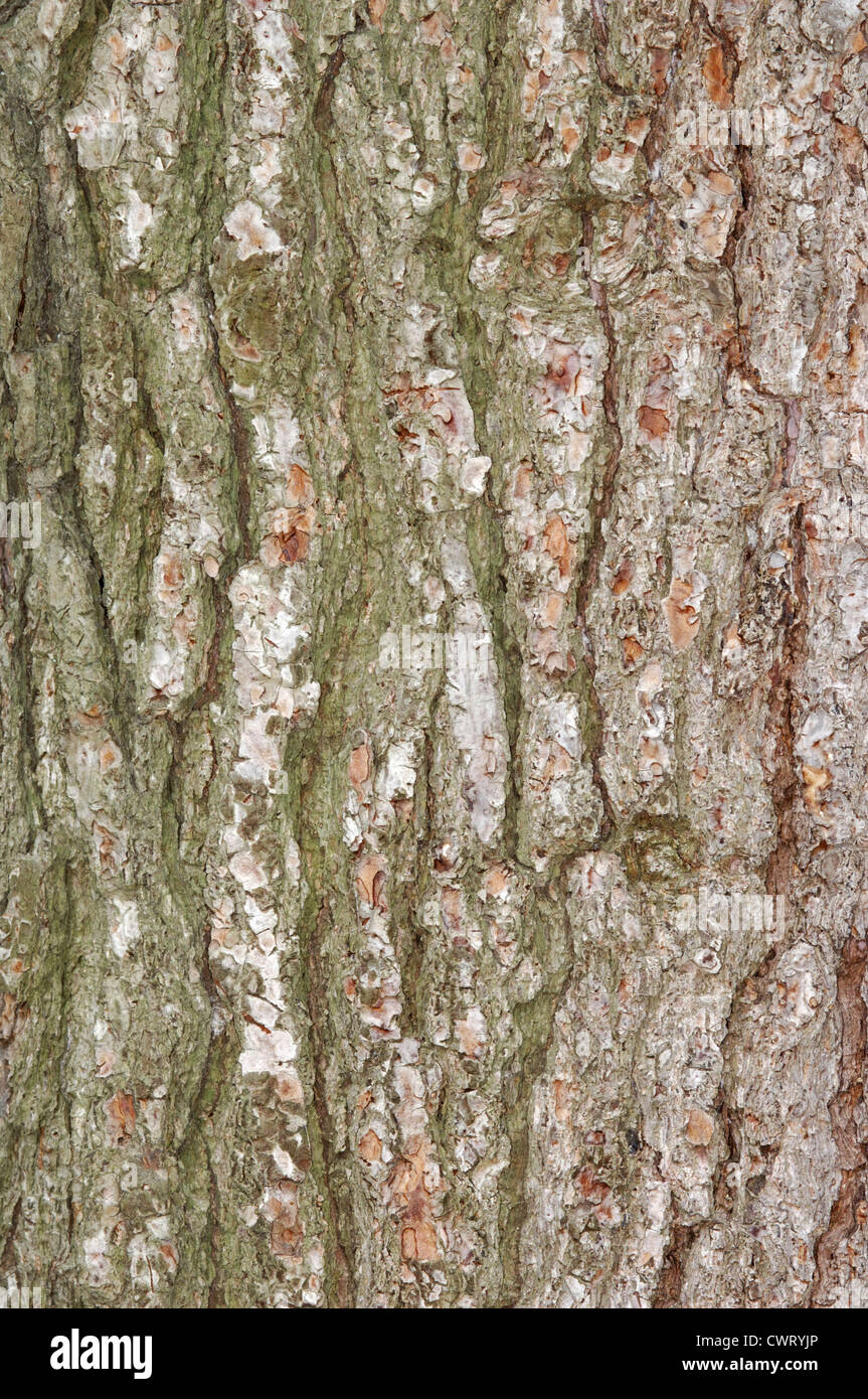 Aleppo-Kiefer-Pinus Halepensis (Tannenbäumen) Stockfoto