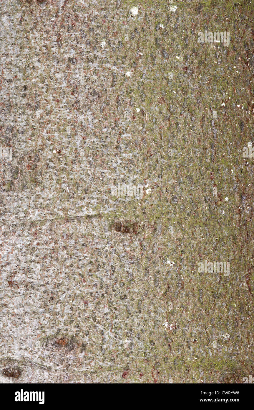 Europäische Silber Tanne Abies Alba (Tannenbäumen) Stockfoto