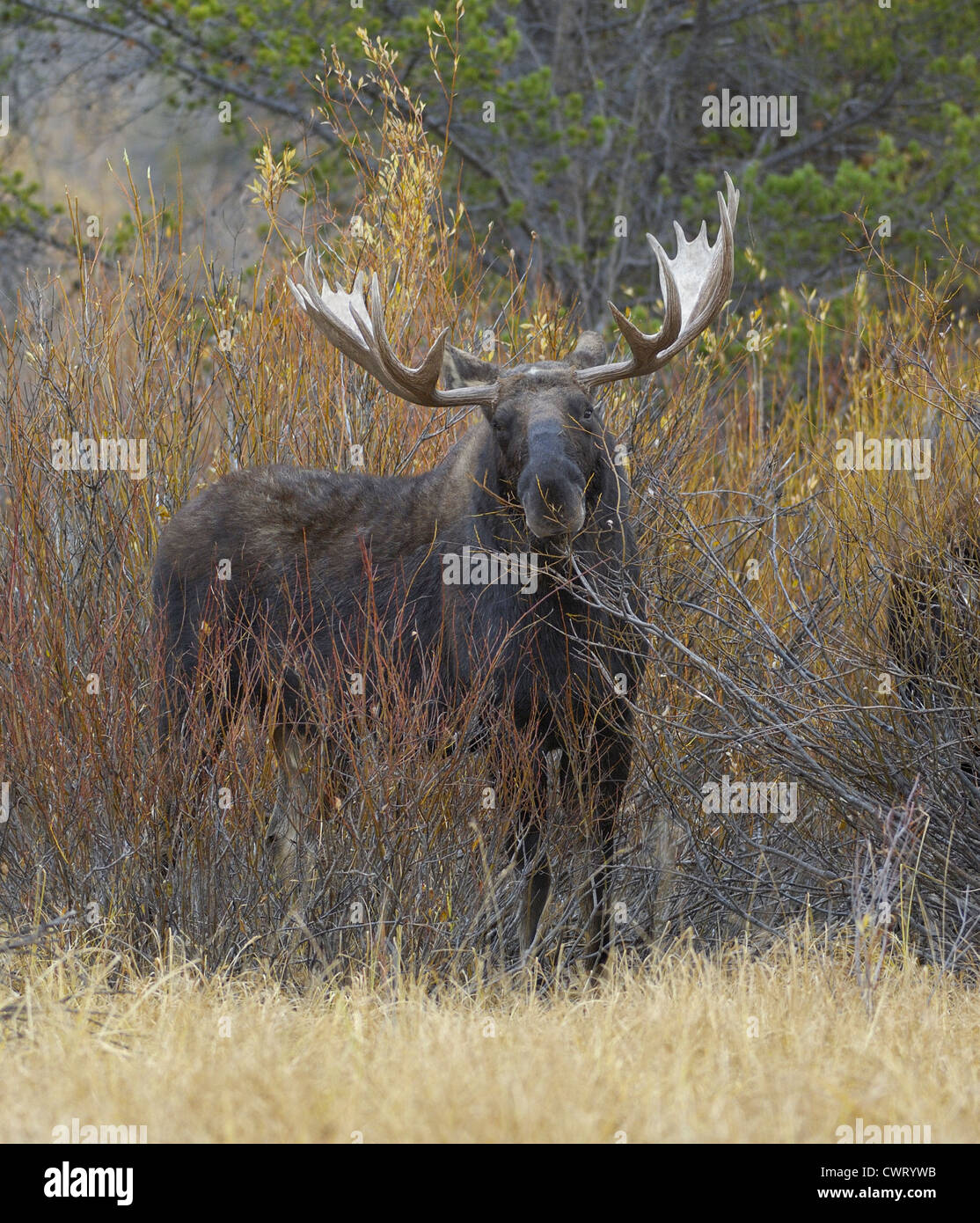 Stier, Elch (Alces Alces) Fütterung in Weiden Stockfoto