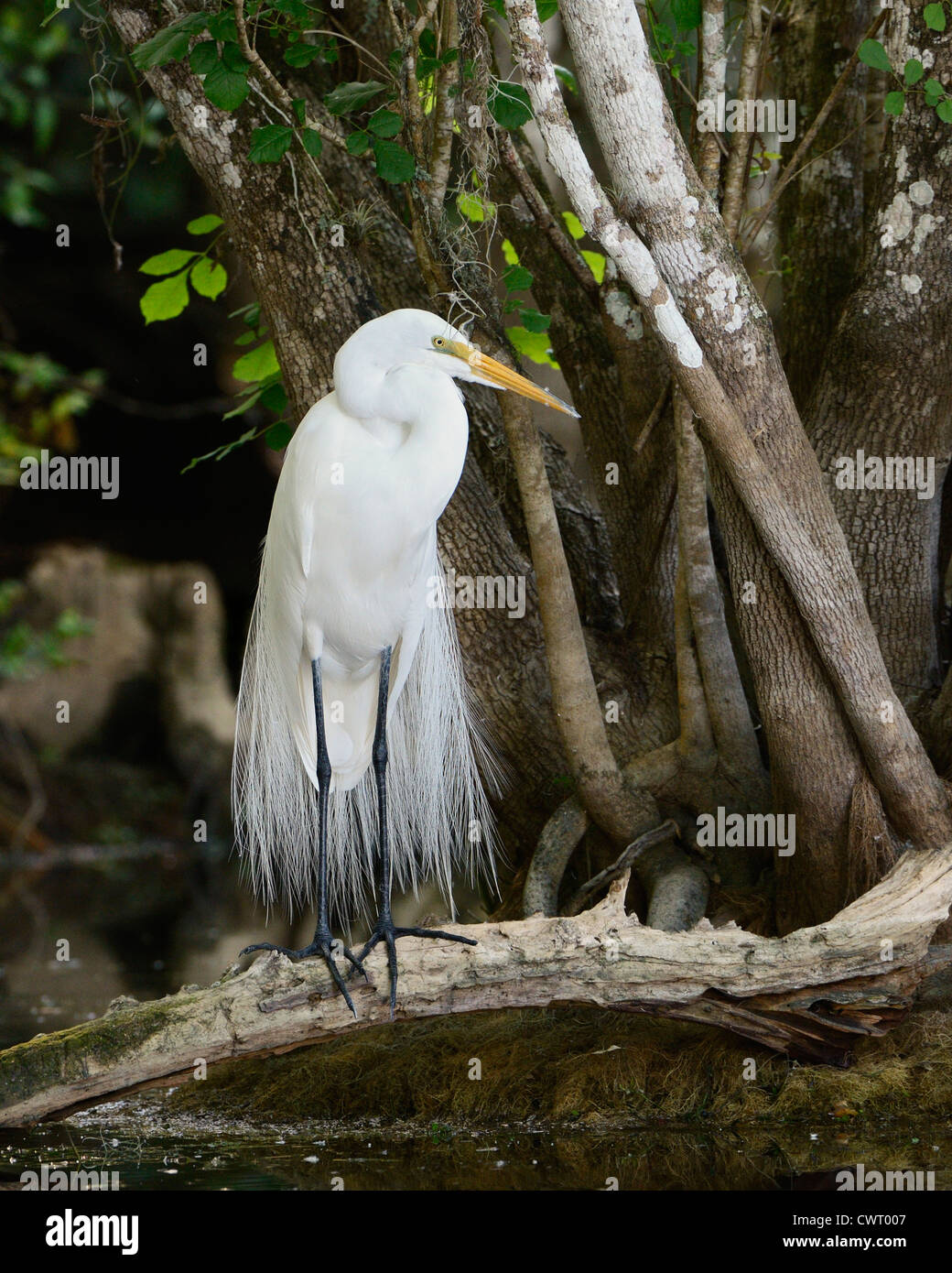 Silberreiher Anzeige Federn in der Abenddämmerung Stockfoto