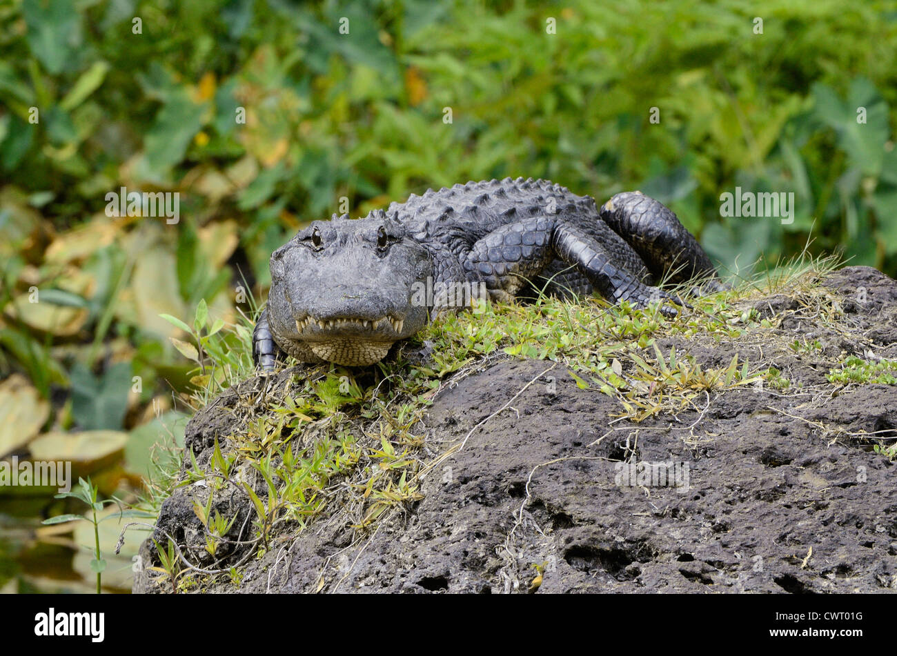 Amerikanischer Alligator (Alligator Mississippiensis) stalking Stockfoto