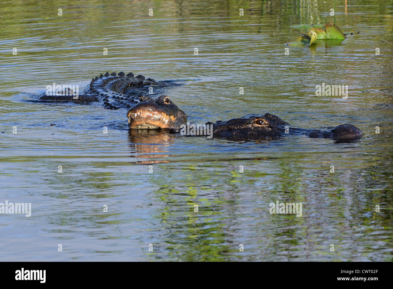 Amerikanischen Alligatoren Paarung Stockfoto