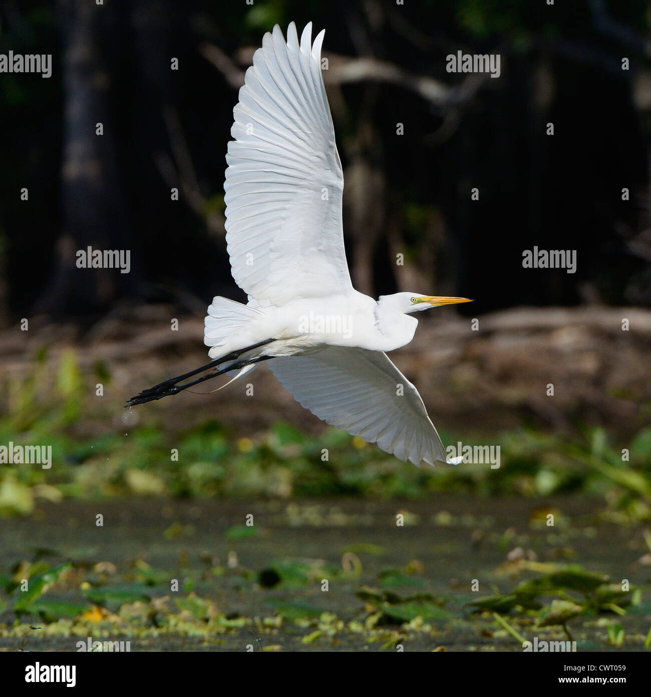 Großer Reiher fliegen Stockfoto