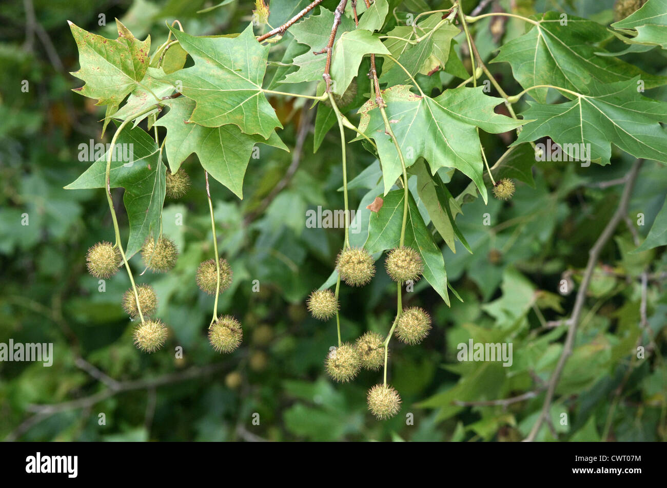 London-Flugzeug-Platanus X hispanica Platanaceae Stockfoto