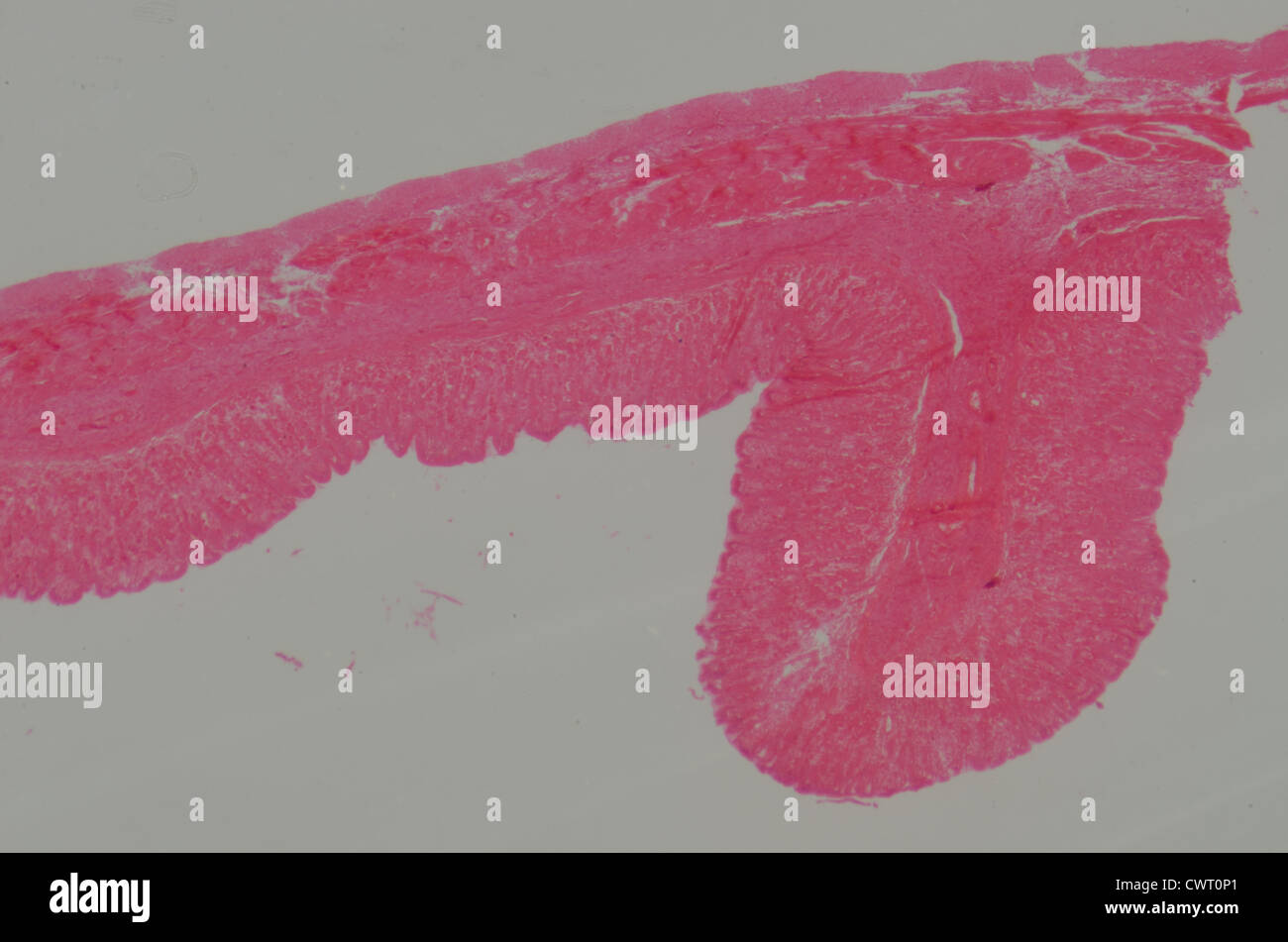 medizinische Anthropotomy Physiologie mikroskopische Wissenschaftsabschnitt der Magen Gewebe Stockfoto