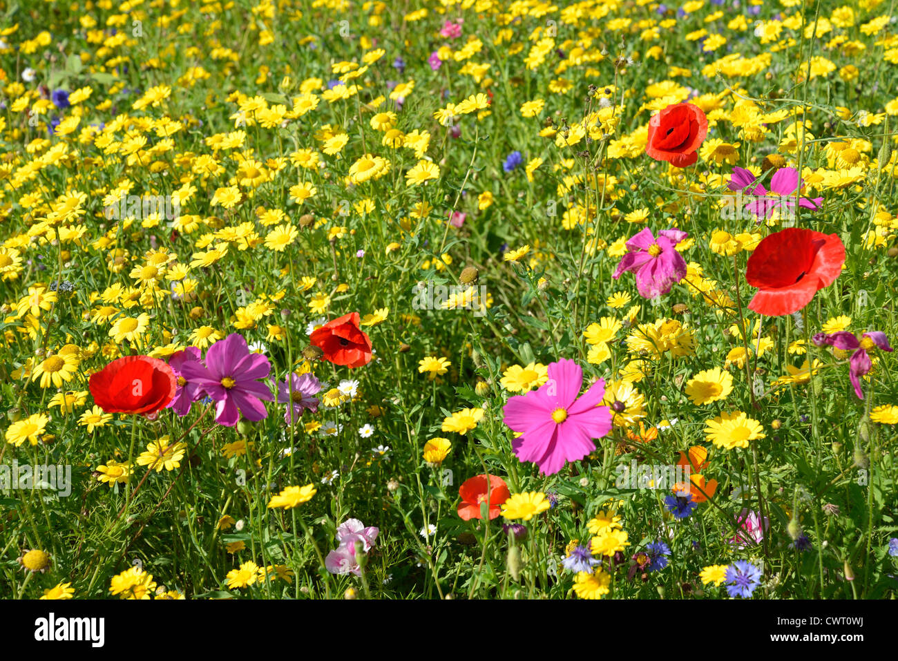 Wildblumen in Priory Park, Reigate, Surrey, England, Vereinigtes Königreich Stockfoto