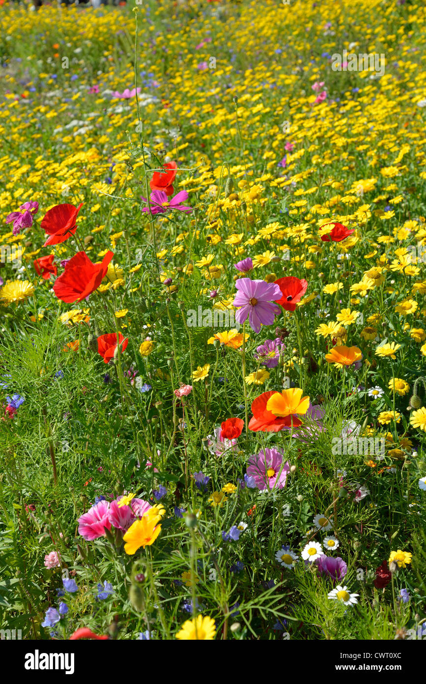 Wildblumen in Priory Park, Reigate, Surrey, England, Vereinigtes Königreich Stockfoto