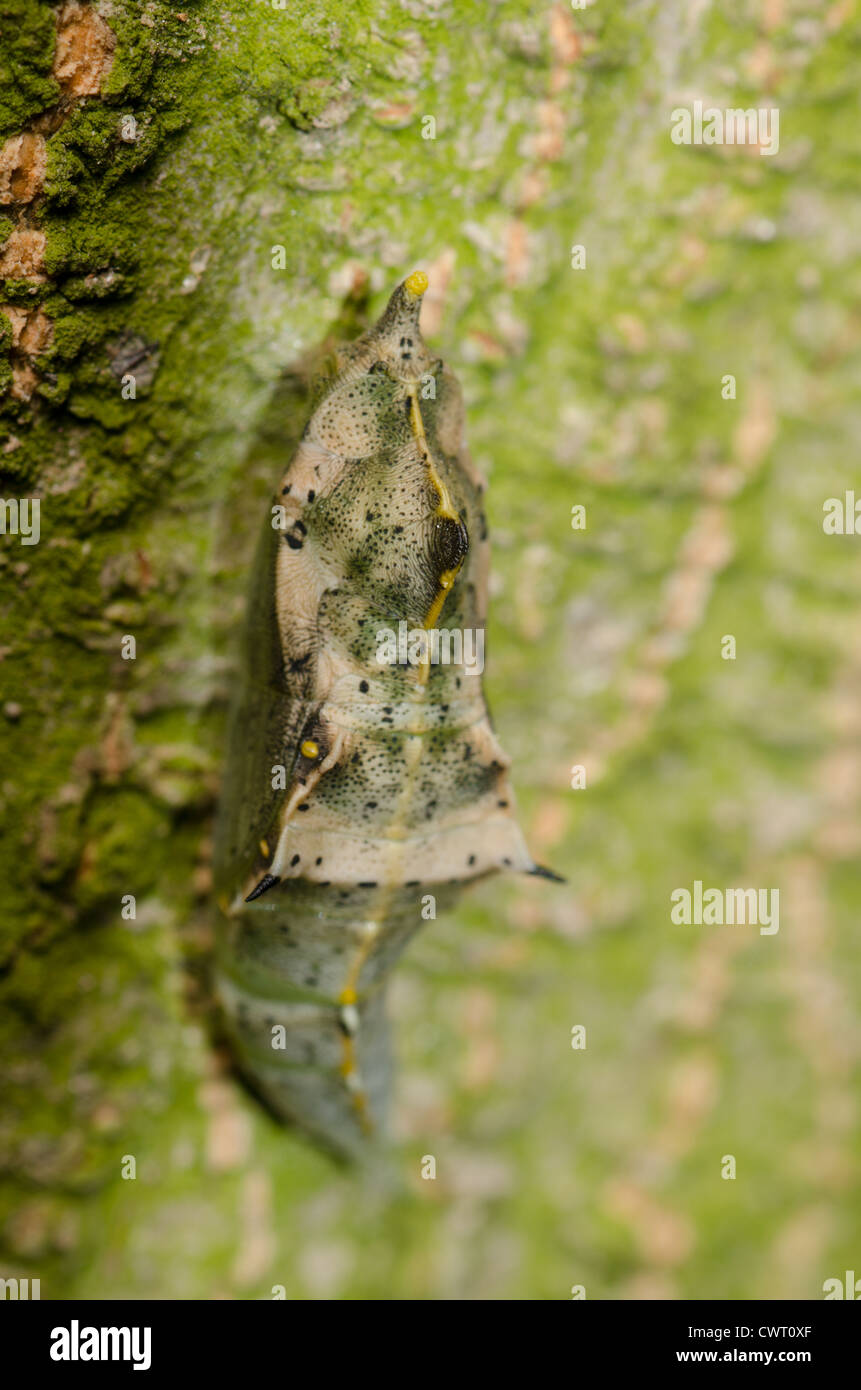 Insekt Schmetterling Kokon auf grüner Baum-Stamm-Oberfläche Stockfoto