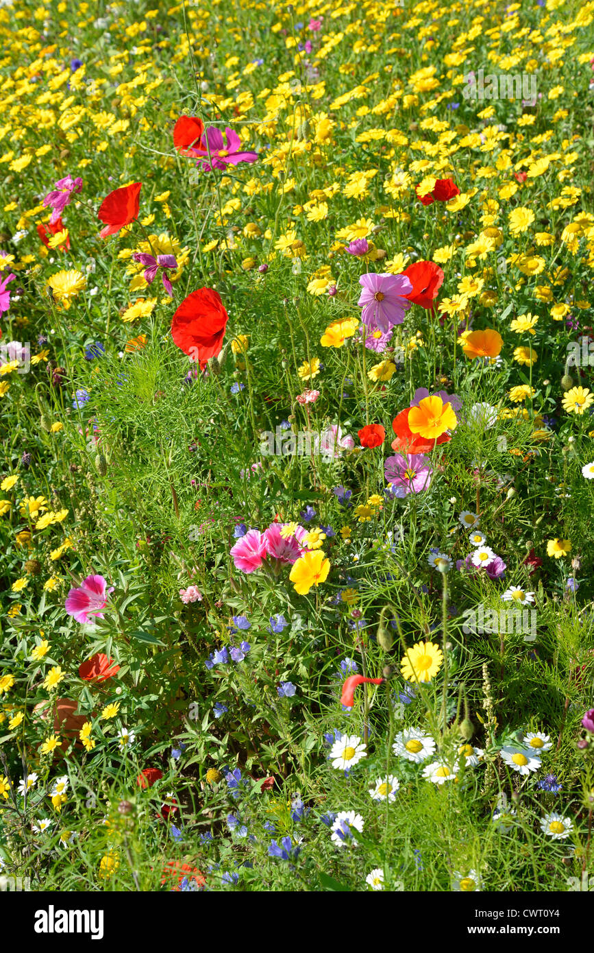 Wildblumen in Priory Park, Reigate, Surrey, England, Vereinigtes Königreich Stockfoto